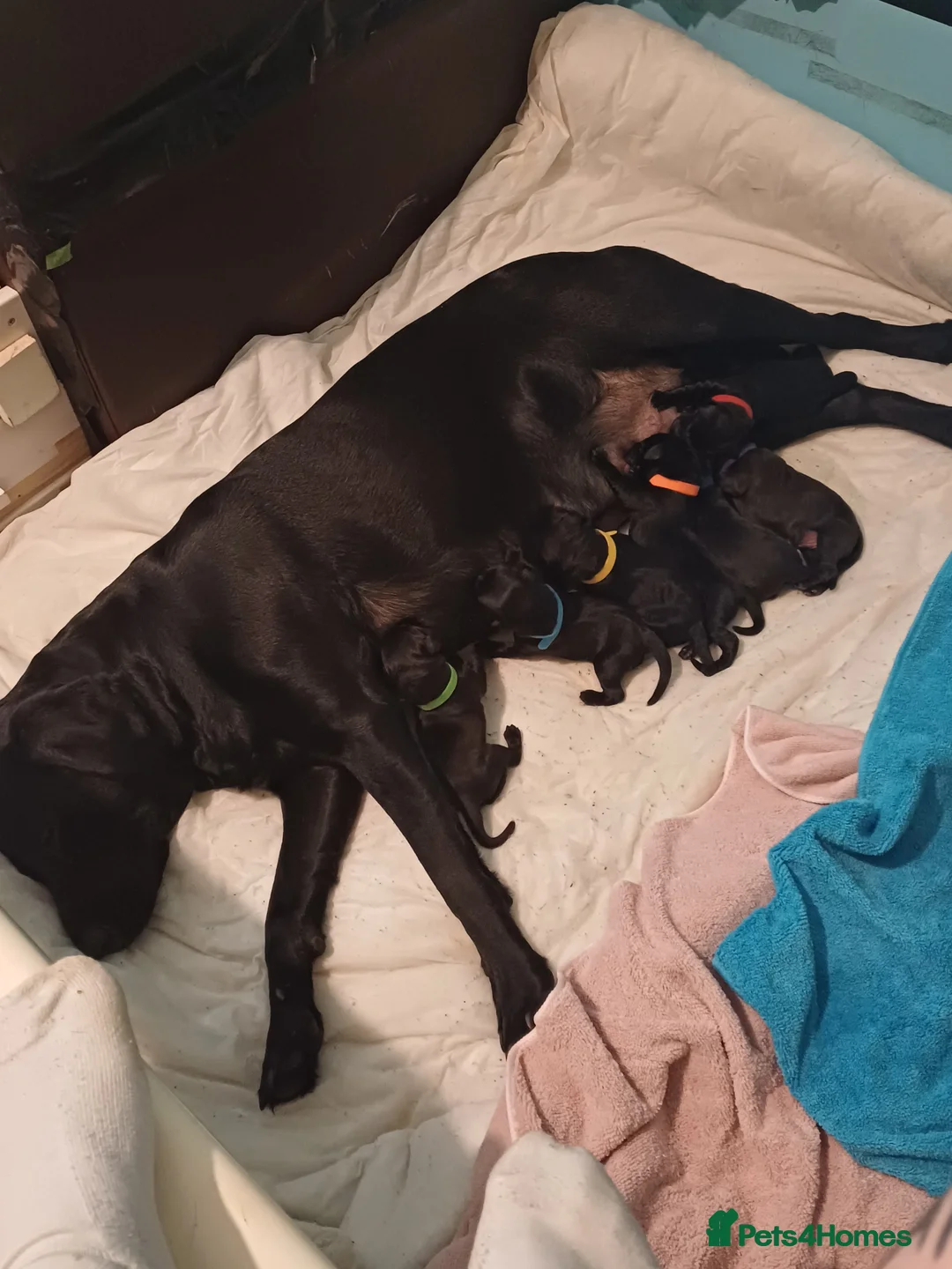 Labrador Retriever dogs for stud: KC registered Labrador in Bishop Auckland - Advert 3