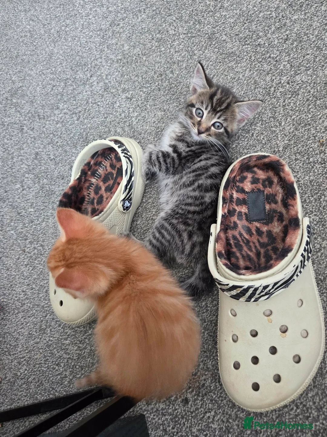 Mixed Breed cats for sale: Amazing Kittens  in Northampton - Advert 2