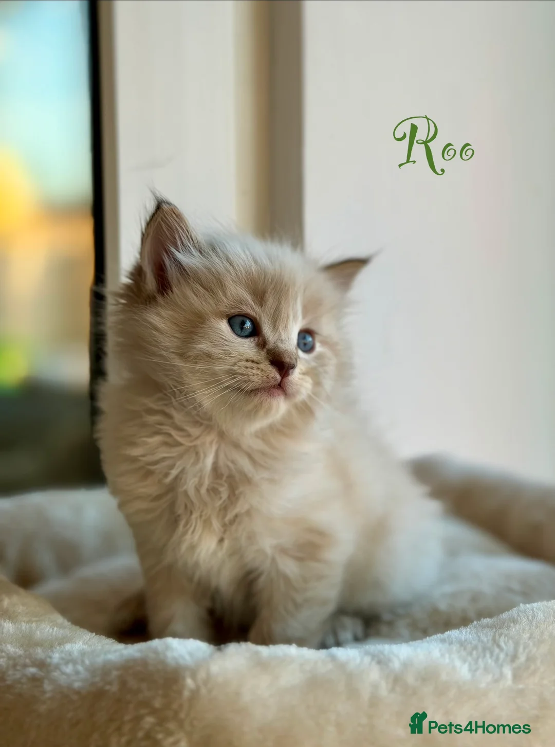 Ragdoll cats for sale: TICA registered cherubim kittens - Advert 16