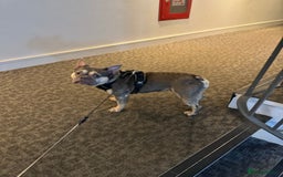 French Bulldog dogs for sale: French Bulldog Looking for a Loving Home – URGENT - Image 4