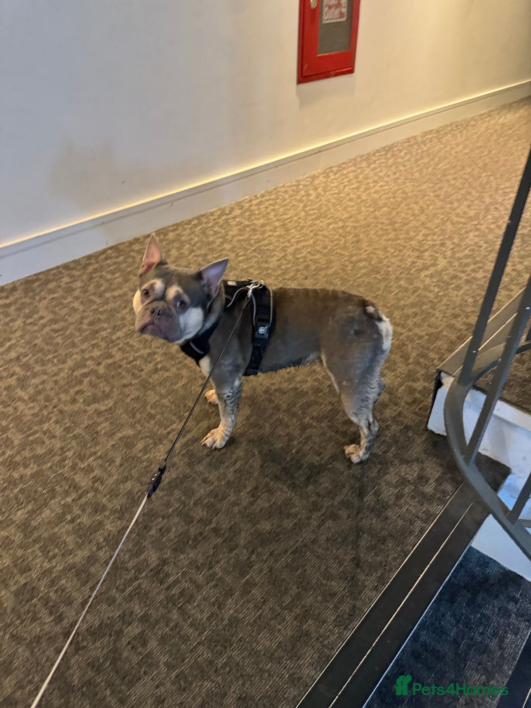 French Bulldog dogs for sale: French Bulldog Looking for a Loving Home – URGENT - Image 4