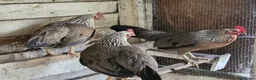 Chickens poultry for sale: Free to good home 4 old hens  in Stoke-on-Trent - Advert 4