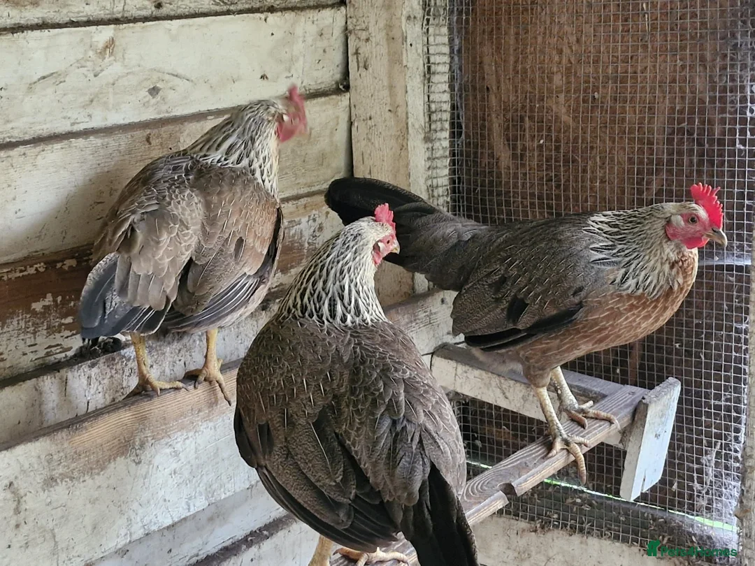 Chickens poultry for sale: Free to good home 4 old hens  in Stoke-on-Trent - Advert 4
