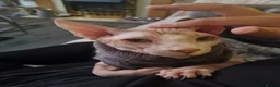 Sphynx cats for stud: Beautiful strong sphynx boy in Dewsbury - Advert 14
