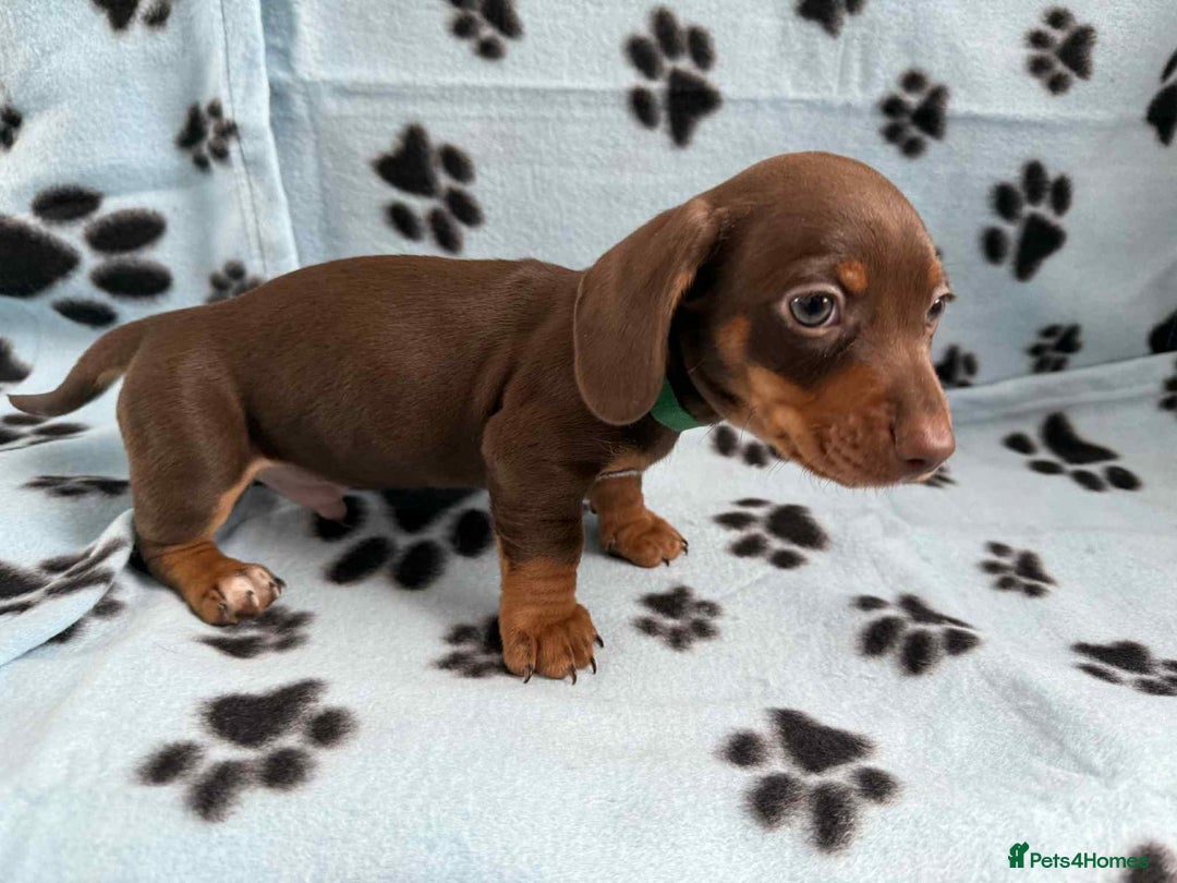 Miniature Dachshund dogs for sale: Gorgeous miniature dachshund puppies - Image 6