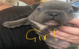 French Bulldog dogs for sale: French bulldog puppies.  - Image 10