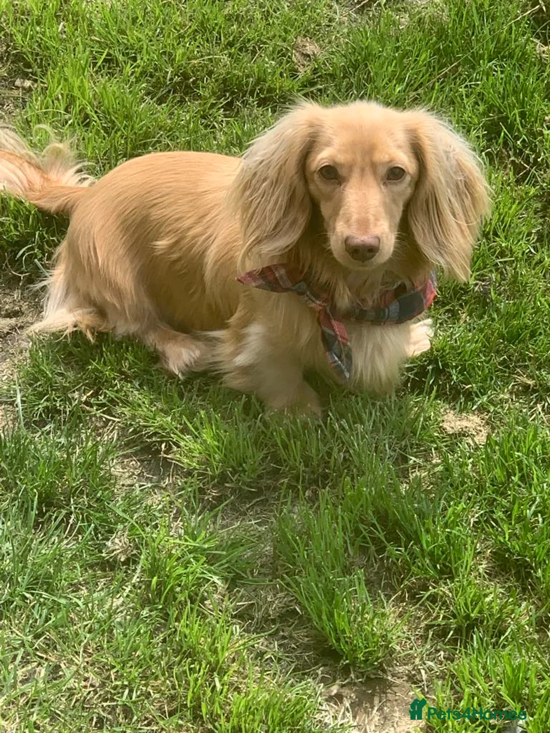 Miniature Dachshund dogs for stud: Cream long haired kc dachshund  in Sandbach - Advert 5