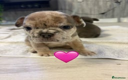 French Bulldog dogs for sale: French bulldogs  - Image 9