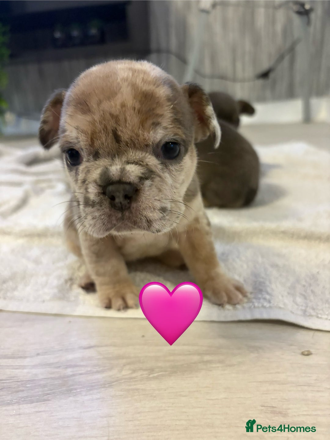 French Bulldog dogs for sale: French bulldogs  - Image 9