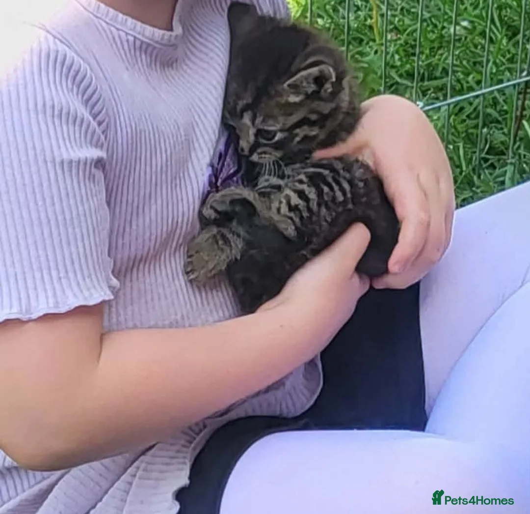 British Shorthair cats for sale: Gorgeous Tabby shorthairs - Advert 7