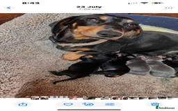 Dachshund dogs for sale: Daushund puppy’s for sale ready to leave 💝  - Image 11