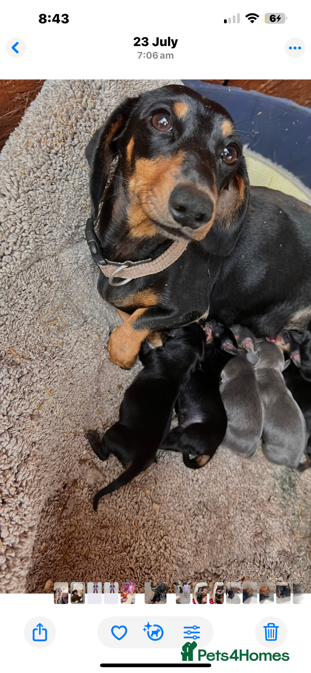 Dachshund dogs for sale: Daushund puppy’s for sale ready to leave 💝  - Image 11