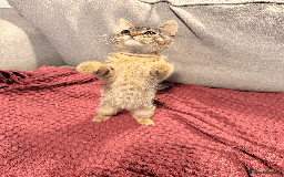 Mixed Breed cats for sale: 4x Himalayan x marble bengal x. Free 4w insurance  - Image 13