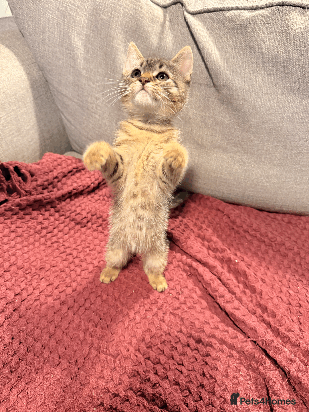 Mixed Breed cats for sale: 4x Himalayan x marble bengal x. Free 4w insurance  - Image 13