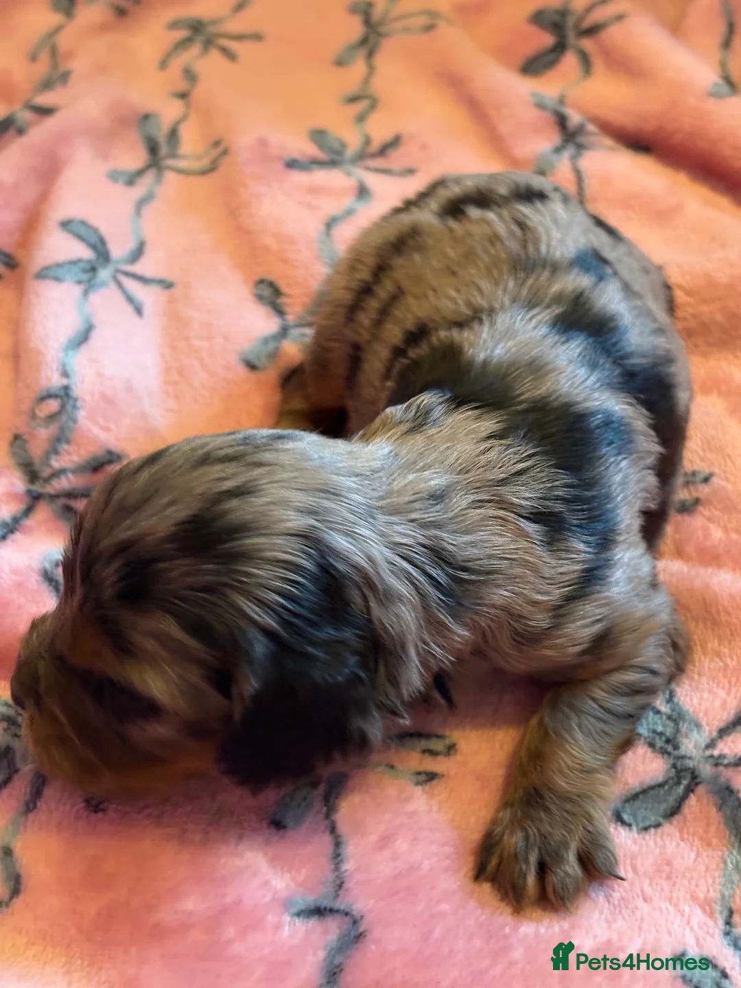Mixed Breed dogs for sale: Cavapoo Puppies  - Advert 4