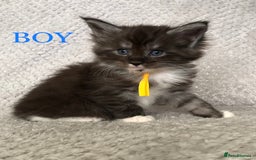 Maine Coon cats for sale: MaineCoon Kittens For Sale Black Smoke - Image 27