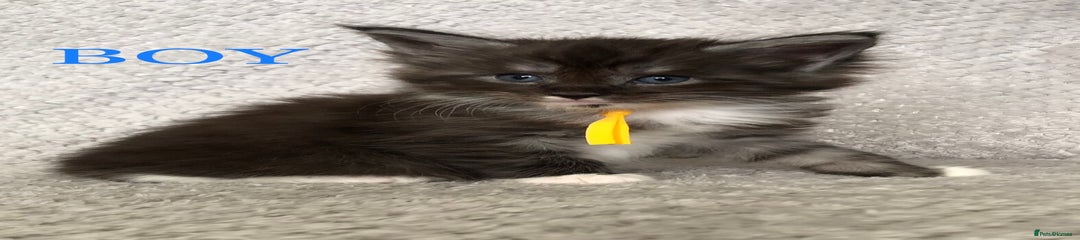 MaineCoon Black Smoke Boy With White Yellow Collar 