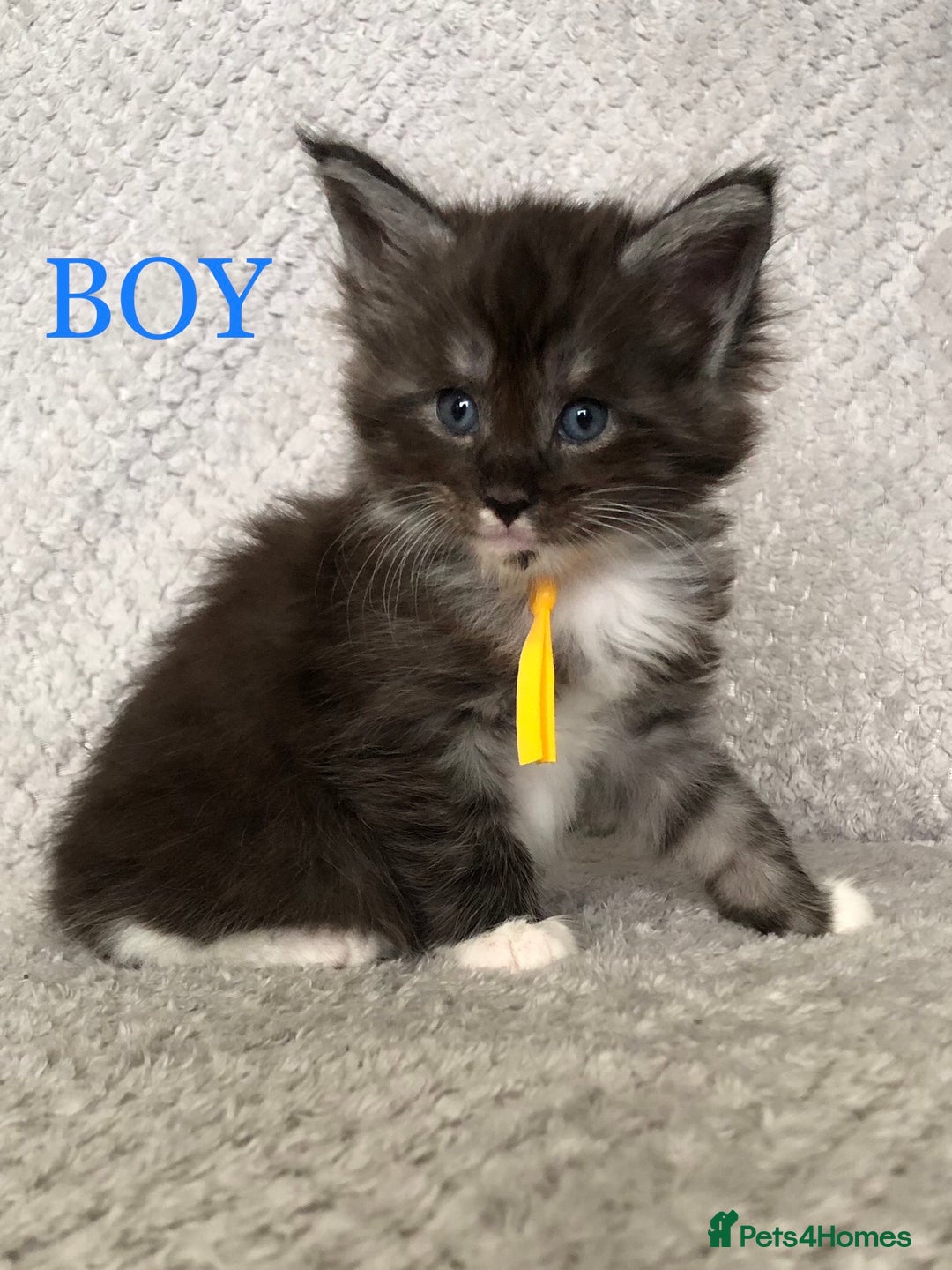 Maine Coon cats for sale: MaineCoon Kittens For Sale Black Smoke - Image 27