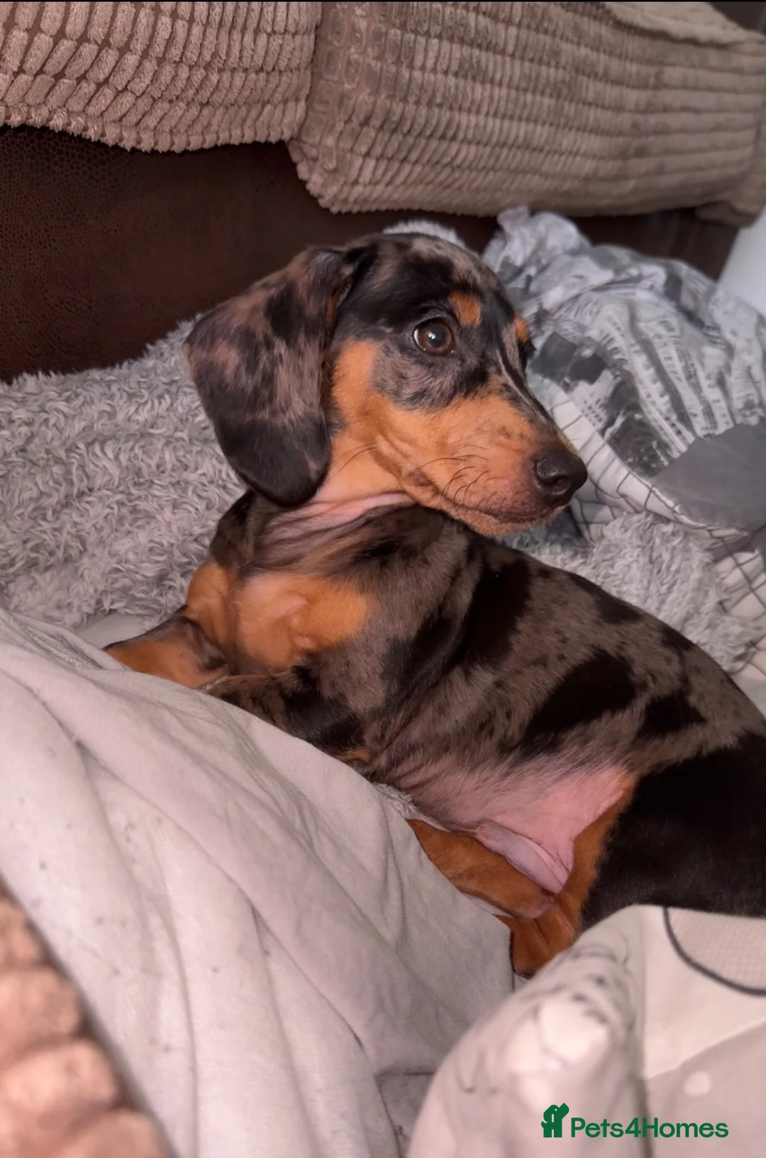 Miniature Dachshund dogs for sale: Miniature Dapple Dachshund – KC Registered in Hyde - Advert 2