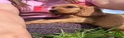 Cockalier dogs for sale: Stunning Boys Ready Now - Advert 4