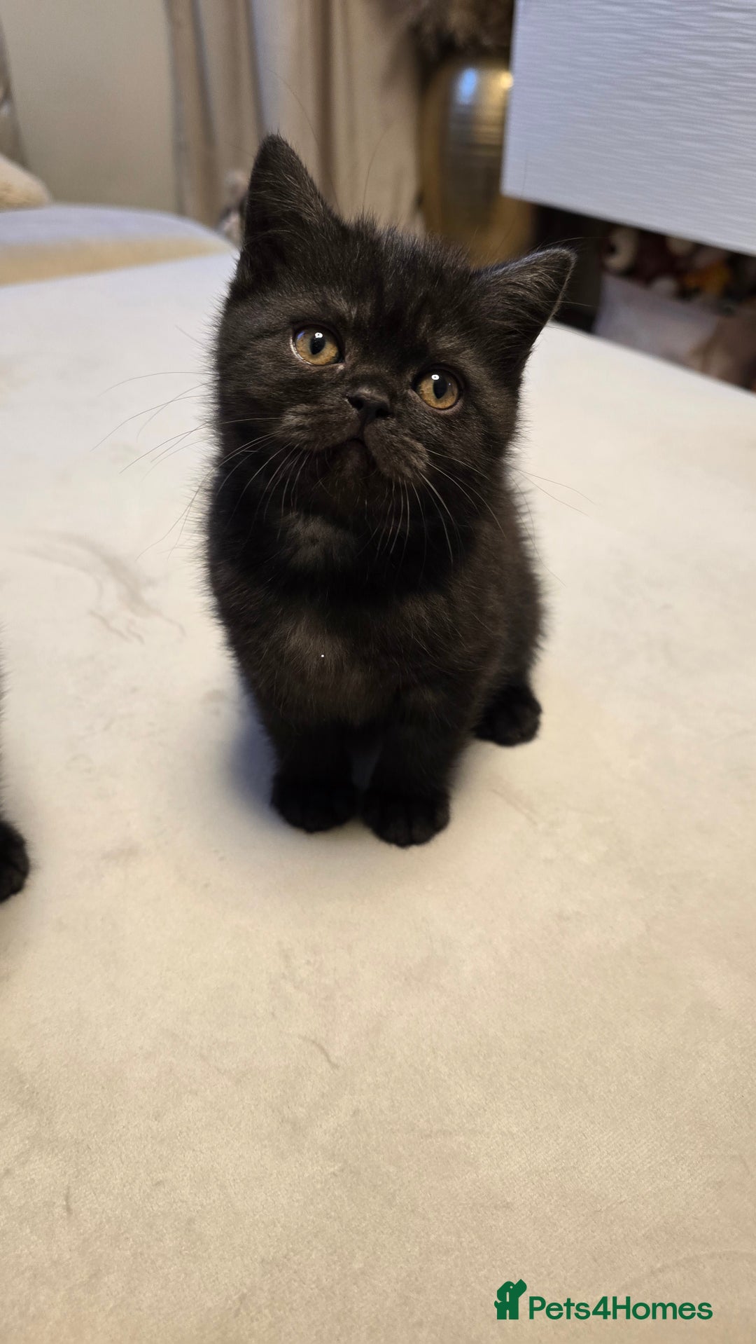 British Shorthair cats for sale: 💫RARE💫 BLACK SMOKE FEMALE & BLUE LONGHAIR MALE  - Advert 12