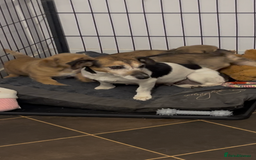 Jack Russell dogs for sale: super cuties Jack Russells  - Image 7