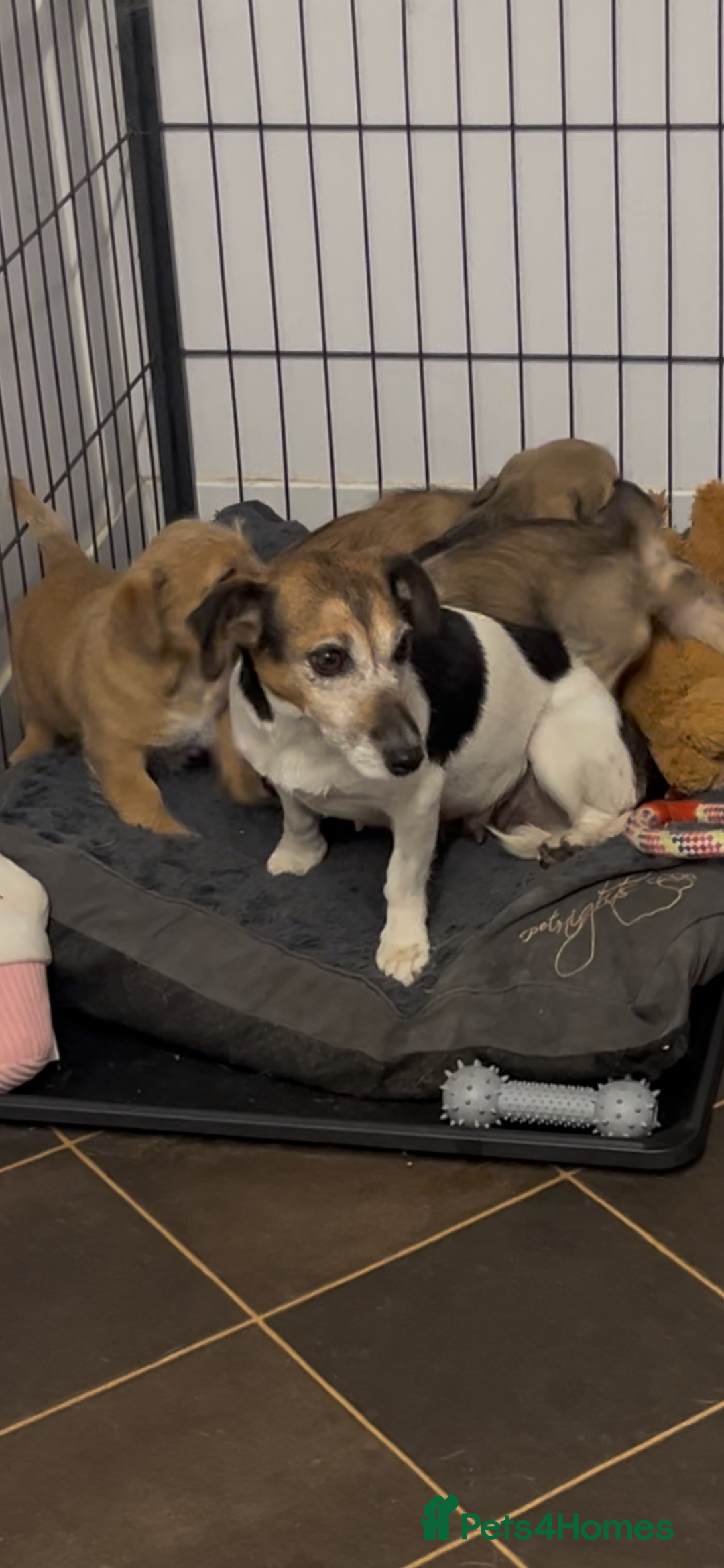 Jack Russell dogs for sale: super cuties Jack Russells  - Image 7
