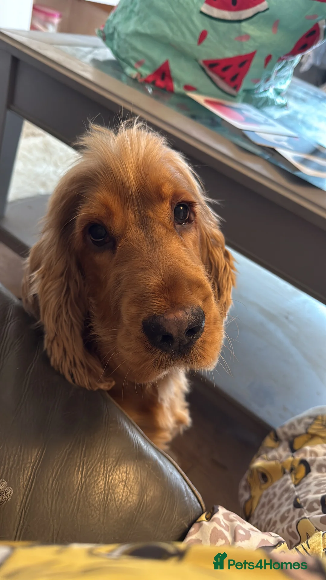 Cocker Spaniel dogs for stud: Gold Sable KC registered stud  - Advert 5