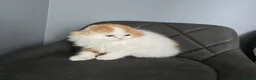 Scottish Fold cats for sale: One wee Wonder seeking mum or dad - Advert 2