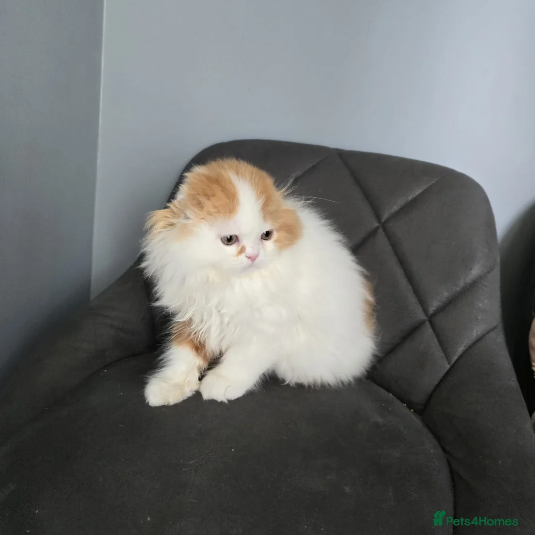 Scottish Fold cats for sale: One wee Wonder seeking mum or dad - Advert 2
