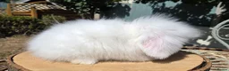 Angora rabbits for sale: Teddywidders ready to go now  - Advert 9