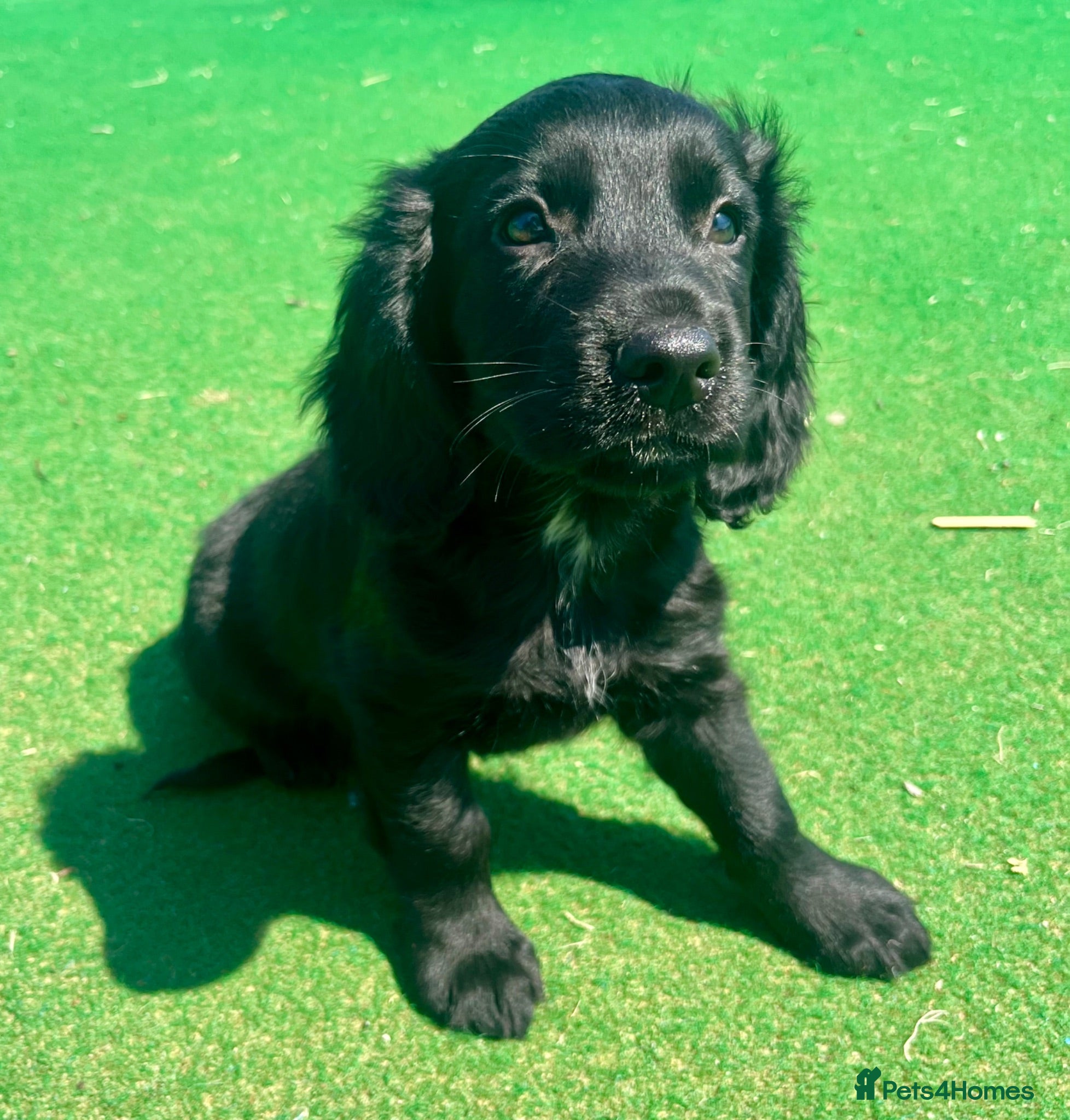 Cocker Spaniel dogs Last black boy! Outstanding cocker spaniel puppies - Advert 14