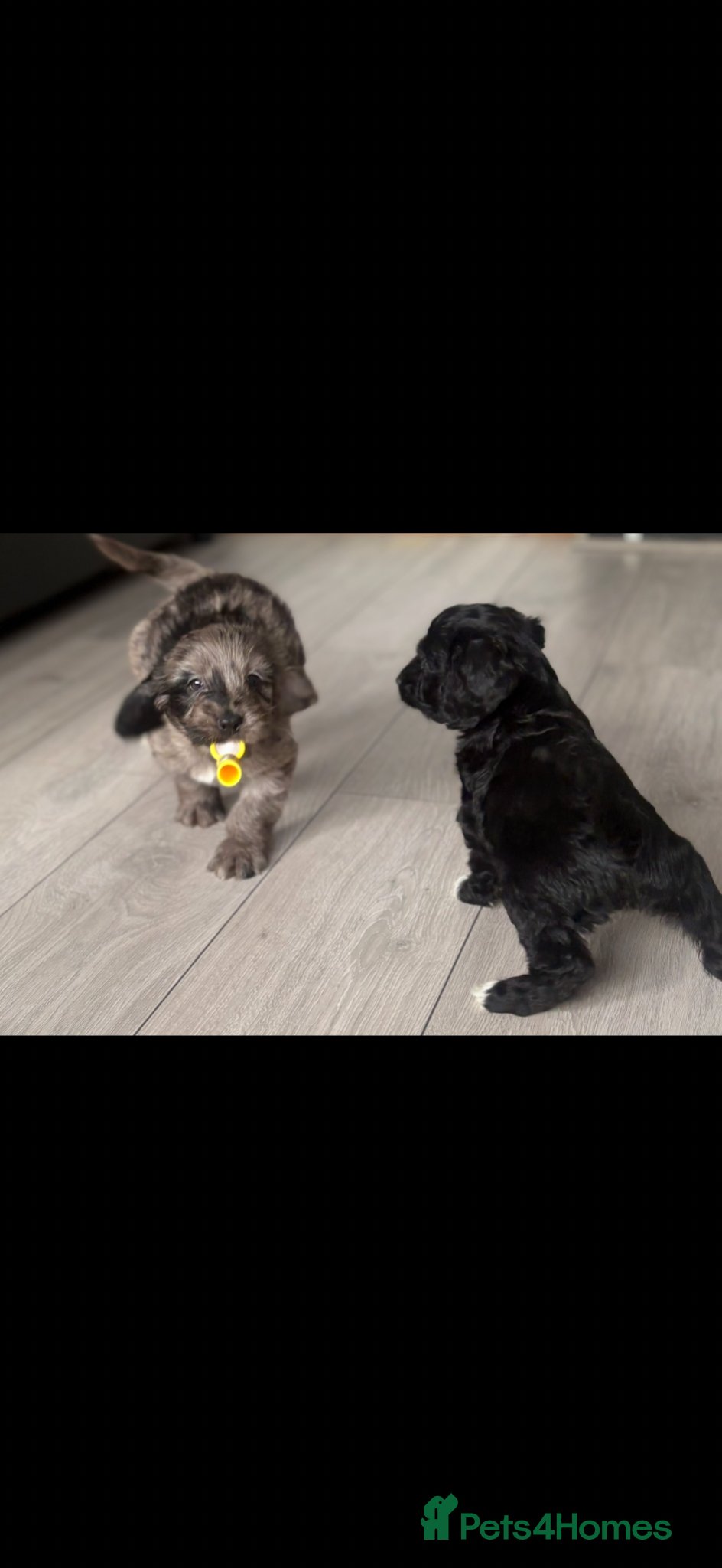 Cockapoo dogs Beautiful cockapoo F1 puppies  - Advert 18