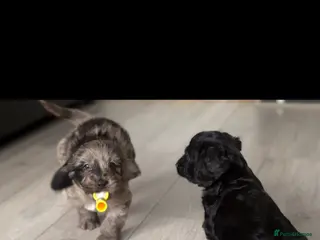 Cockapoo dogs Beautiful cockapoo F1 puppies - Advert 18