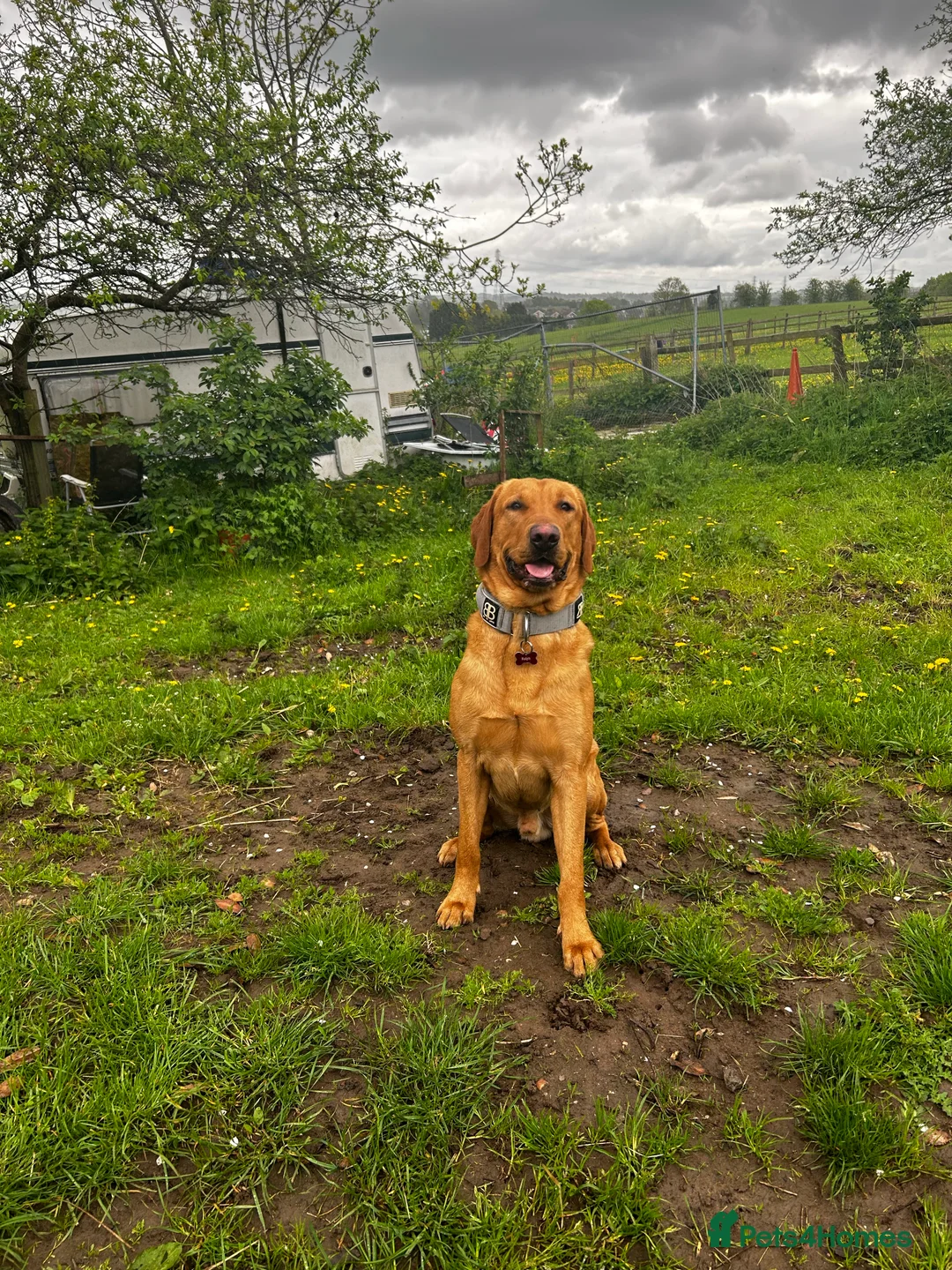 Labrador Retriever dogs for stud: Pedigree Health tested Fox Red Labrador for stud  in Wolverhampton - Advert 33