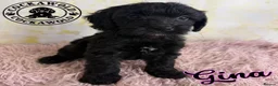 Cockapoo dogs for sale: 💖 EXCEPTIONAL F1 COCKAPOO PUPPIES 💖 - Advert 21