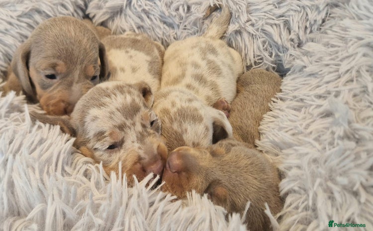 Miniature Dachshund dogs - Advert 2