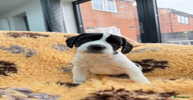 Mixed Breed dogs - Advert 9