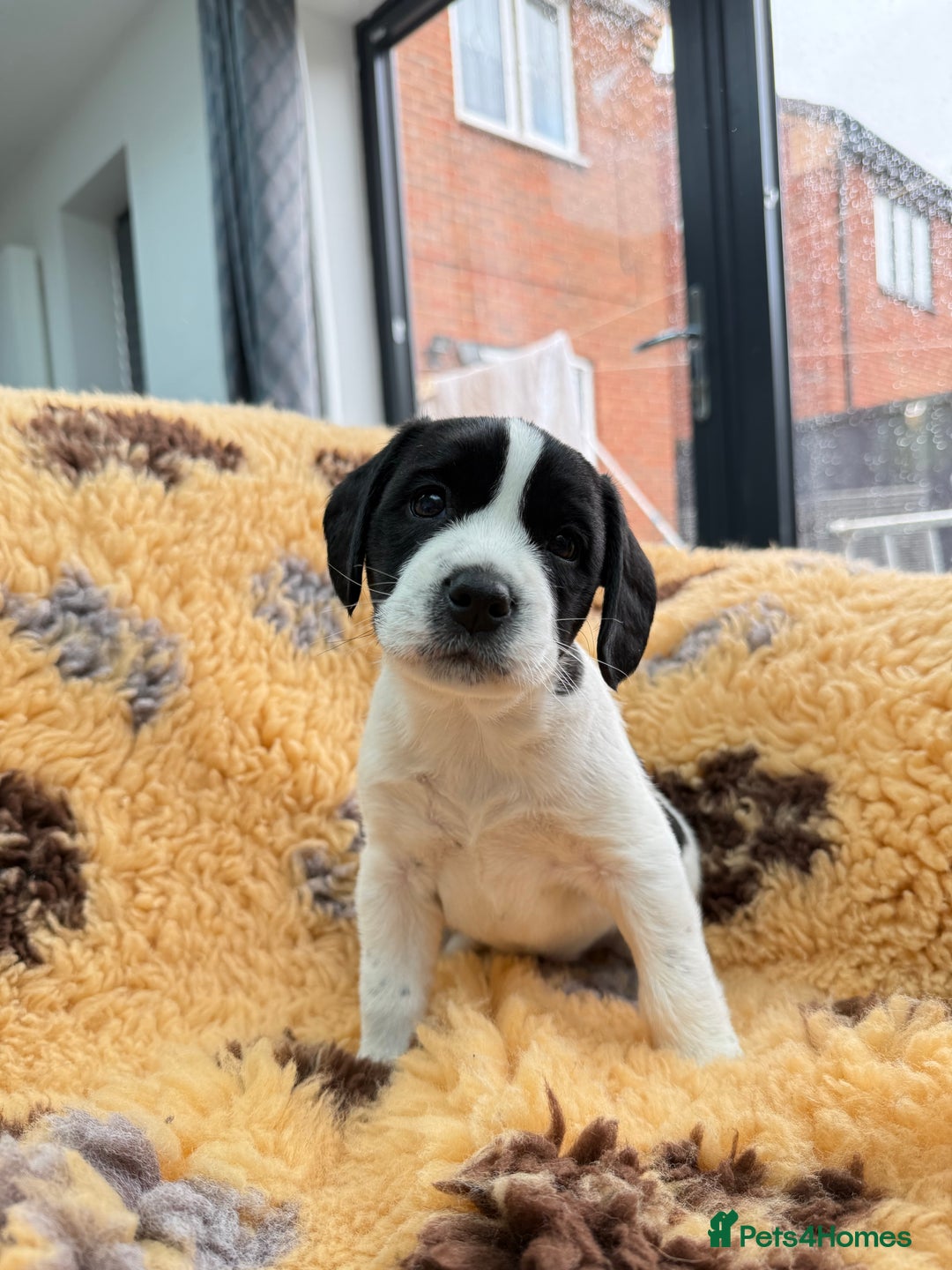 Mixed Breed dogs for sale: Border terrier x cocker spaniel puppies - Image 3