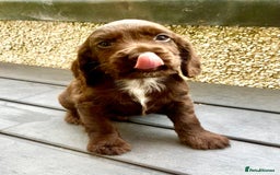 Cocker Spaniel dogs for sale: Working Cocker Spaniels. - Image 12