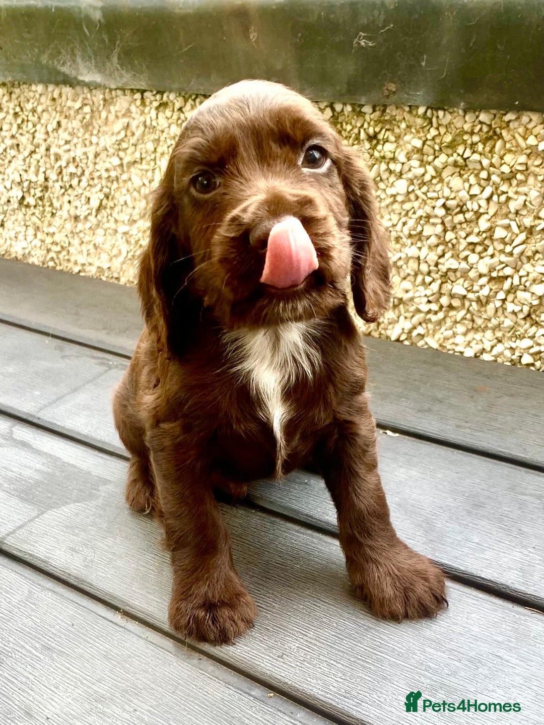 Cocker Spaniel dogs for sale: Working Cocker Spaniels. - Image 12