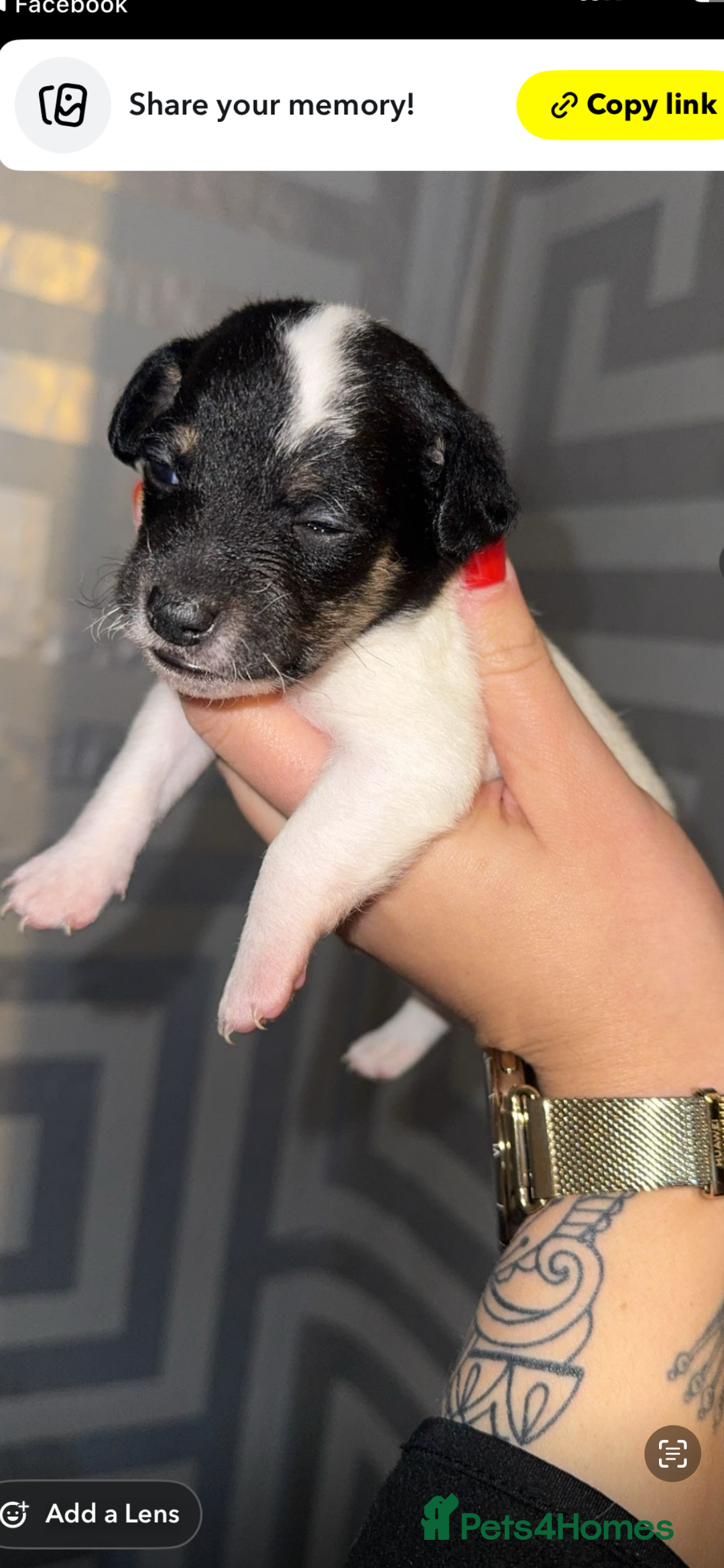 Jackapoo dogs for sale: Jackapoo puppies ready to leave - Advert 9