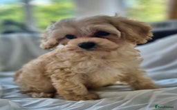 Cavapoochon dogs for sale: F1b MOYEN MERLE CAVAPOOCHON PUPS - Image 25