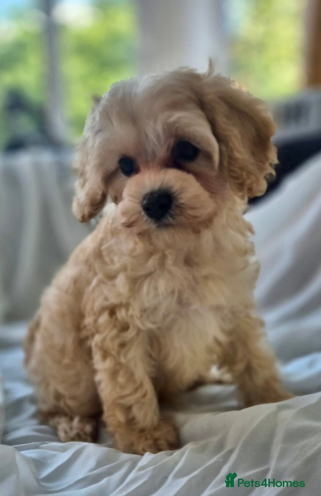 Cavapoochon dogs for sale: F1b MOYEN MERLE CAVAPOOCHON PUPS - Image 25