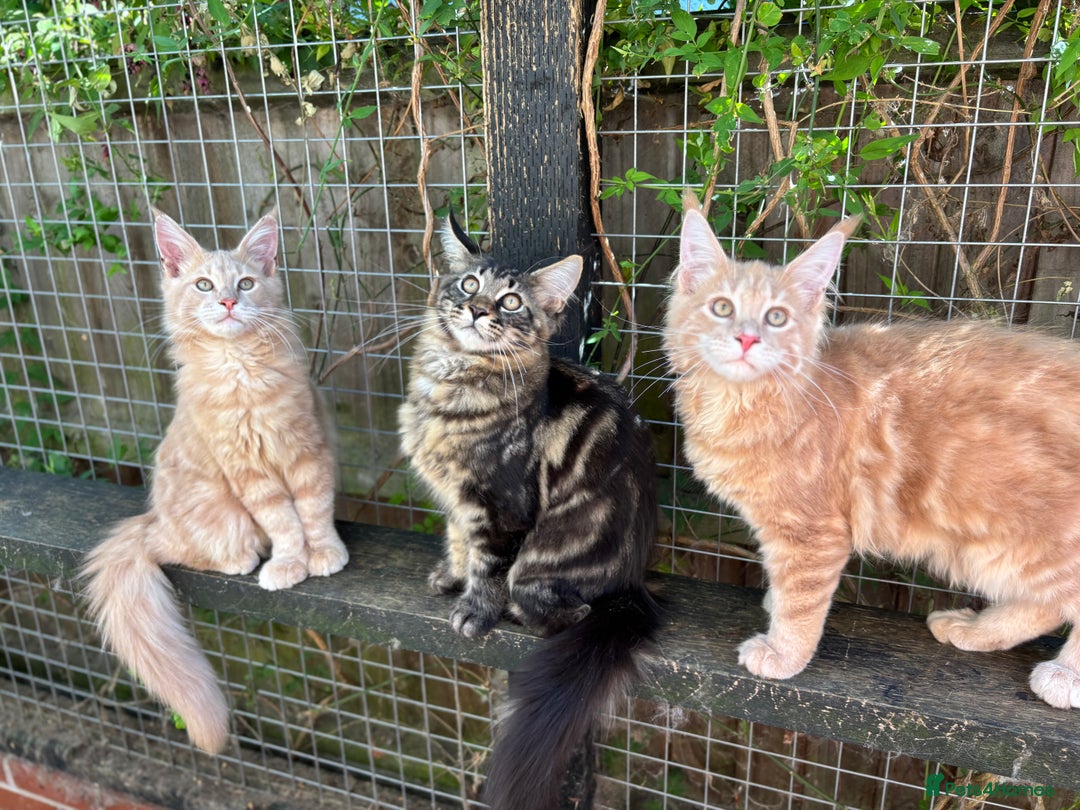 Maine Coon cats for sale: Maine Coon kittens available 🌟  - Image 7