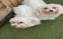 Bichon Frise dogs for sale: Two small Bichon Frise ready for their new home - Image 9