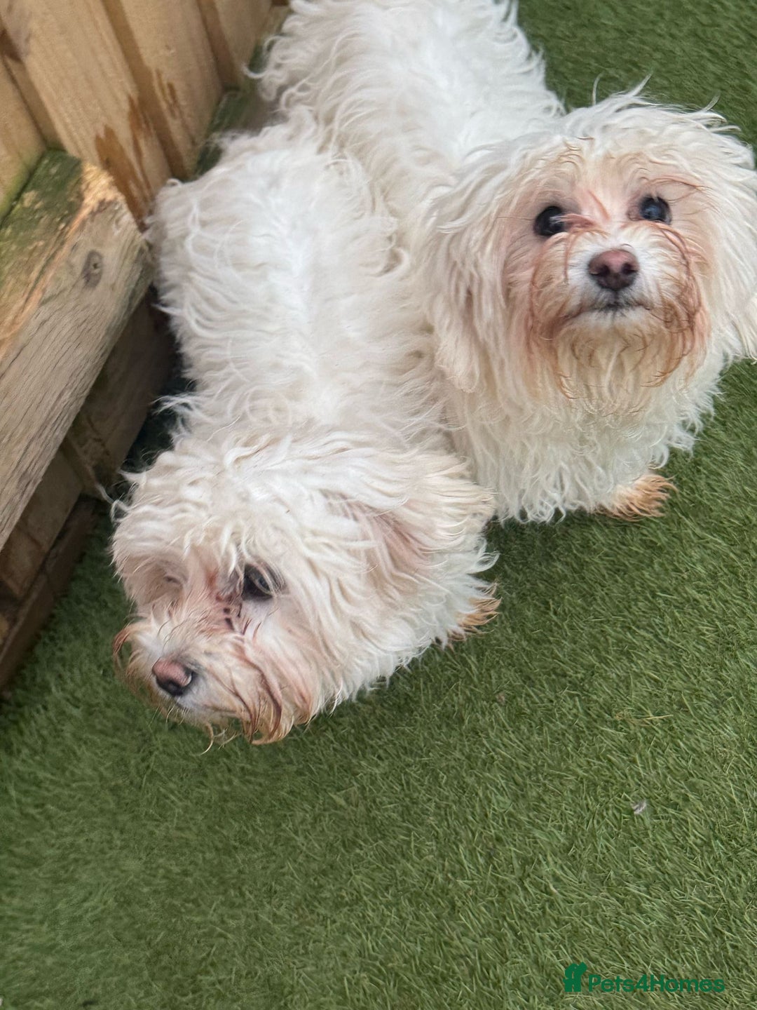 Bichon Frise dogs for sale: Two small Bichon Frise ready for their new home - Image 9