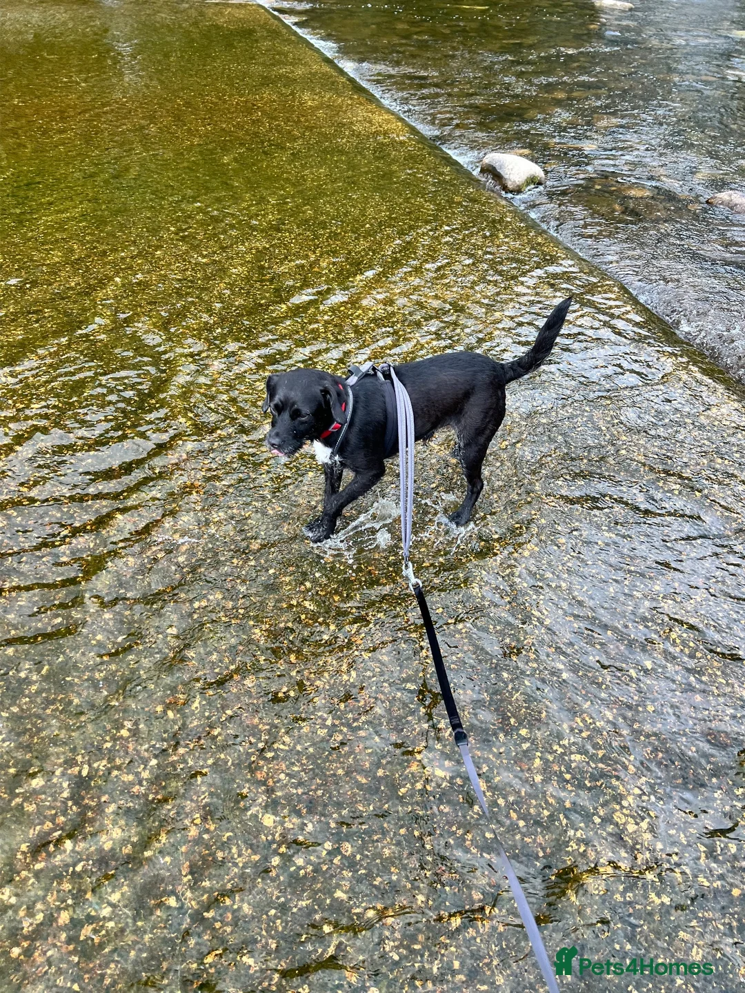 Patterdale Terrier dogs for sale: Male patterdale terrier  - Advert 8