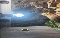 Bearded Dragon reptiles for sale: BEARDED DRAGON FOR SALE WITH FULL SETUP  - Image 5