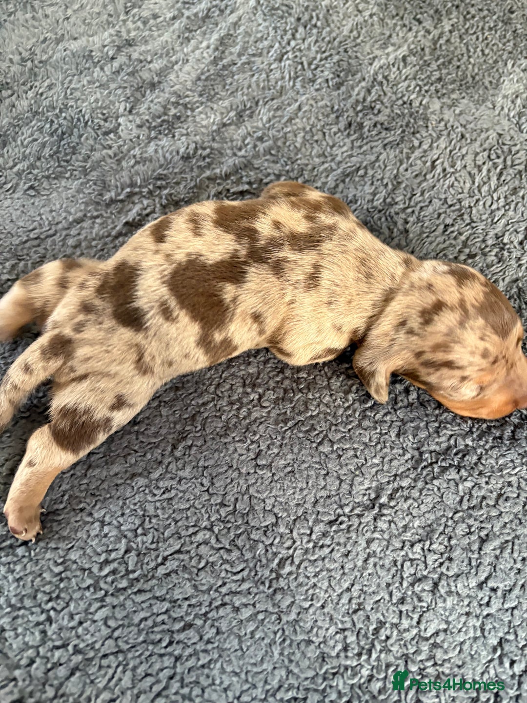 Dachshund dogs for sale: 4 absolutely gorgeous dachshund girls  - Advert 19